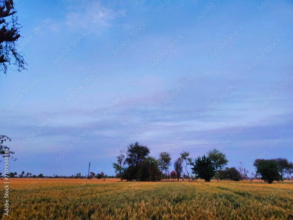 Fototapeta premium tree in the field