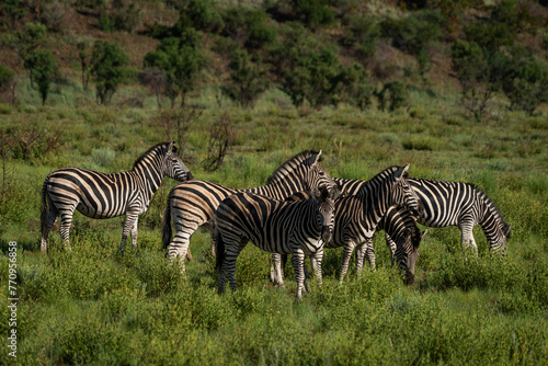 zebras