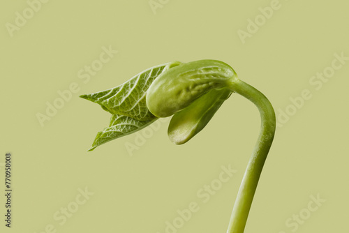Germination of young bean seeds oven light green background photo