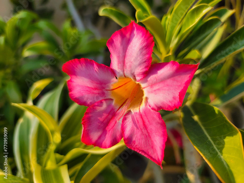 Vibrant pink and yellow Adenium flower with green and yellow variegated leaves in natural sunlight © Ammar_53