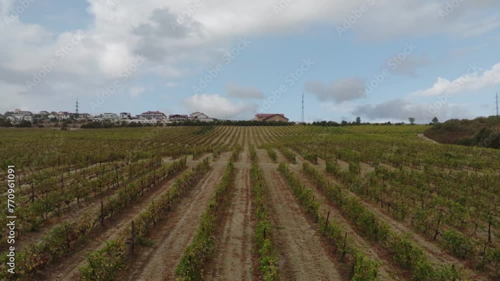 Drone flying between a row of grape fields Drone flying between a row of grape fields