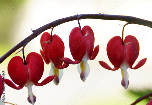 Bleeding heart close up