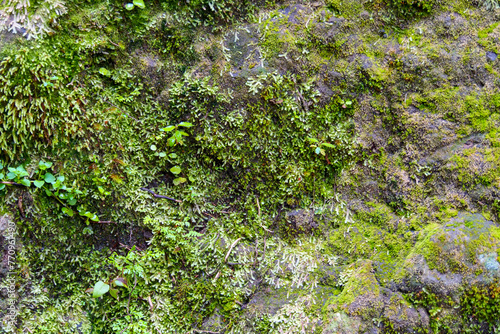 Close up of green ferns and  moss growing on a big rock in a temperate forest. Location:  Ventisquero Yelcho trail, Corcovado National Park, Chile © Fearless on 4 Wheels