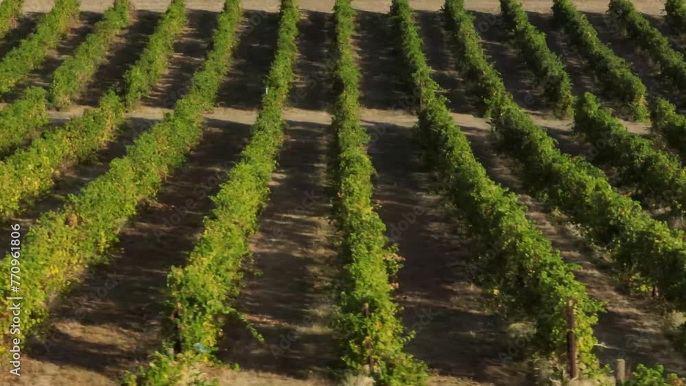 Landscape of even rows of grapes planted in a hill Landscape of even rows of grapes planted in a hill