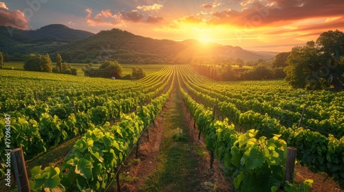 A field of grape vines with a beautiful sunset in the background. The sun is setting behind the hills, casting a warm glow over the vineyard. The vines are lush and green