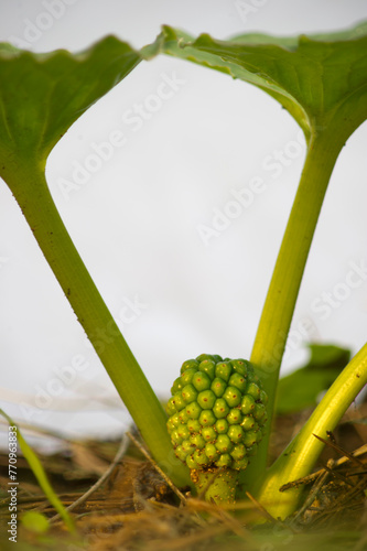 Seeds and fruits of the endemic Arum pictum, Sardinia, Italy. photo