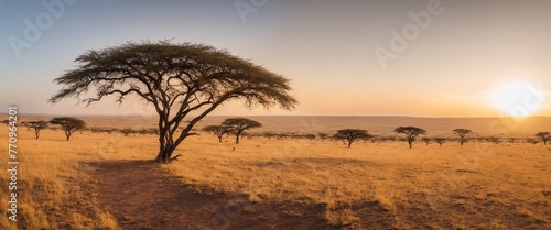 Landscape Africa, vast plains of the Serengeti, golden, hour © anetlanda