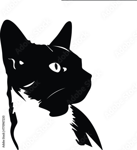 Snowshoe Cat portrait