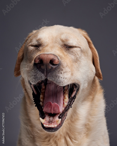 yellow lab yawning photo