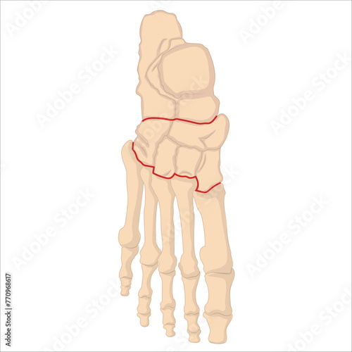 foot and ankle bone anatomy