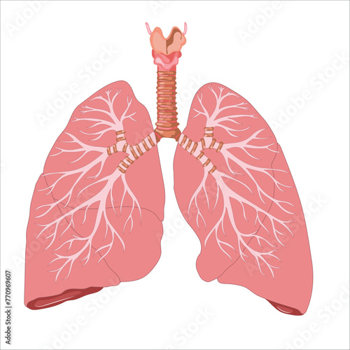 lungs and alveoli anatomy vector