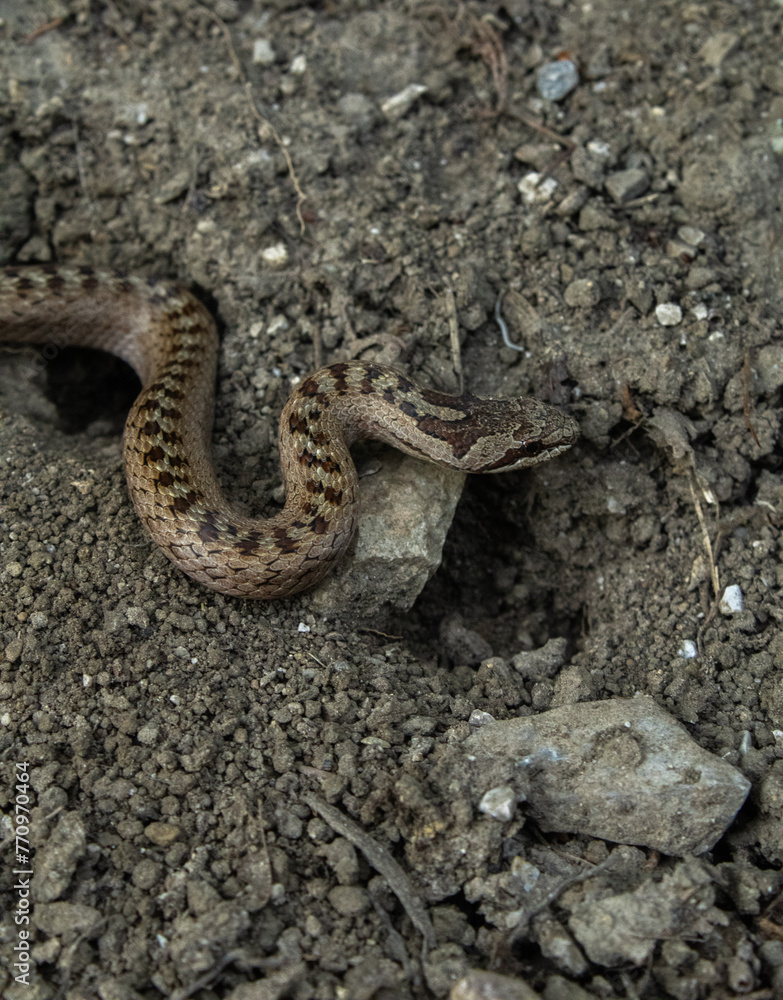 close up of a snake