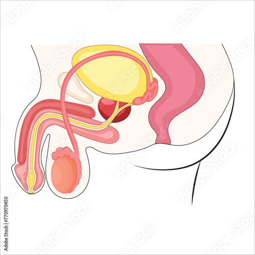 Male reproductive system