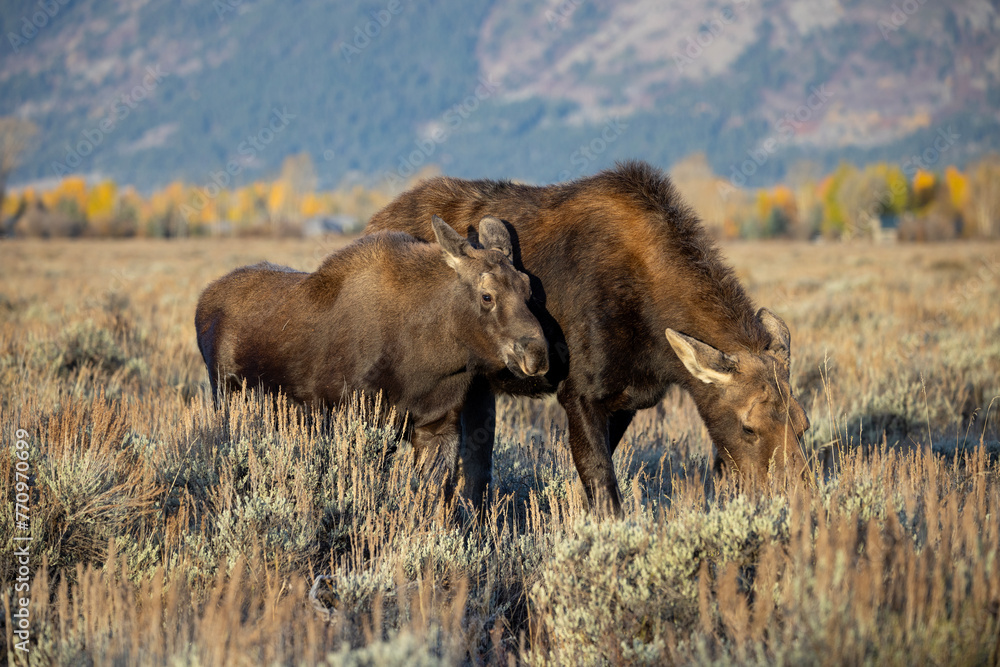 Cow Moose and Calf in Grand Teton National Park Cow Moose and Calf in Grand Teton National Park