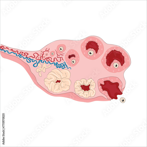 Female reproductive system