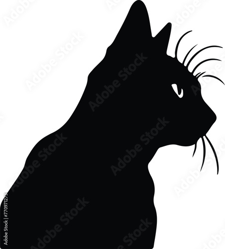 Pixiebob Cat portrait