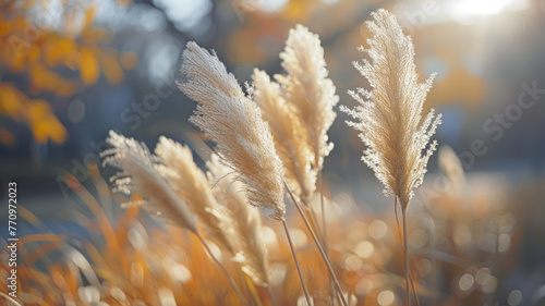 Tall grass in soft  warm light