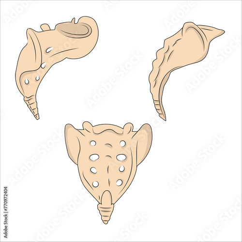 sacrum and coccyx bones anatomy photo