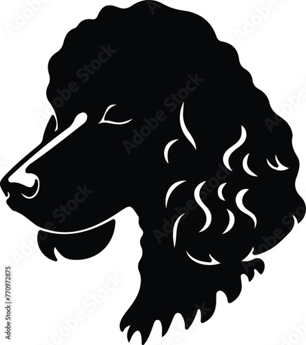 Poodle portrait