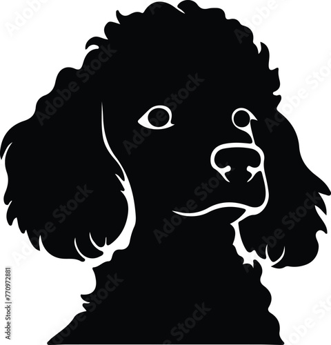 Poodle portrait