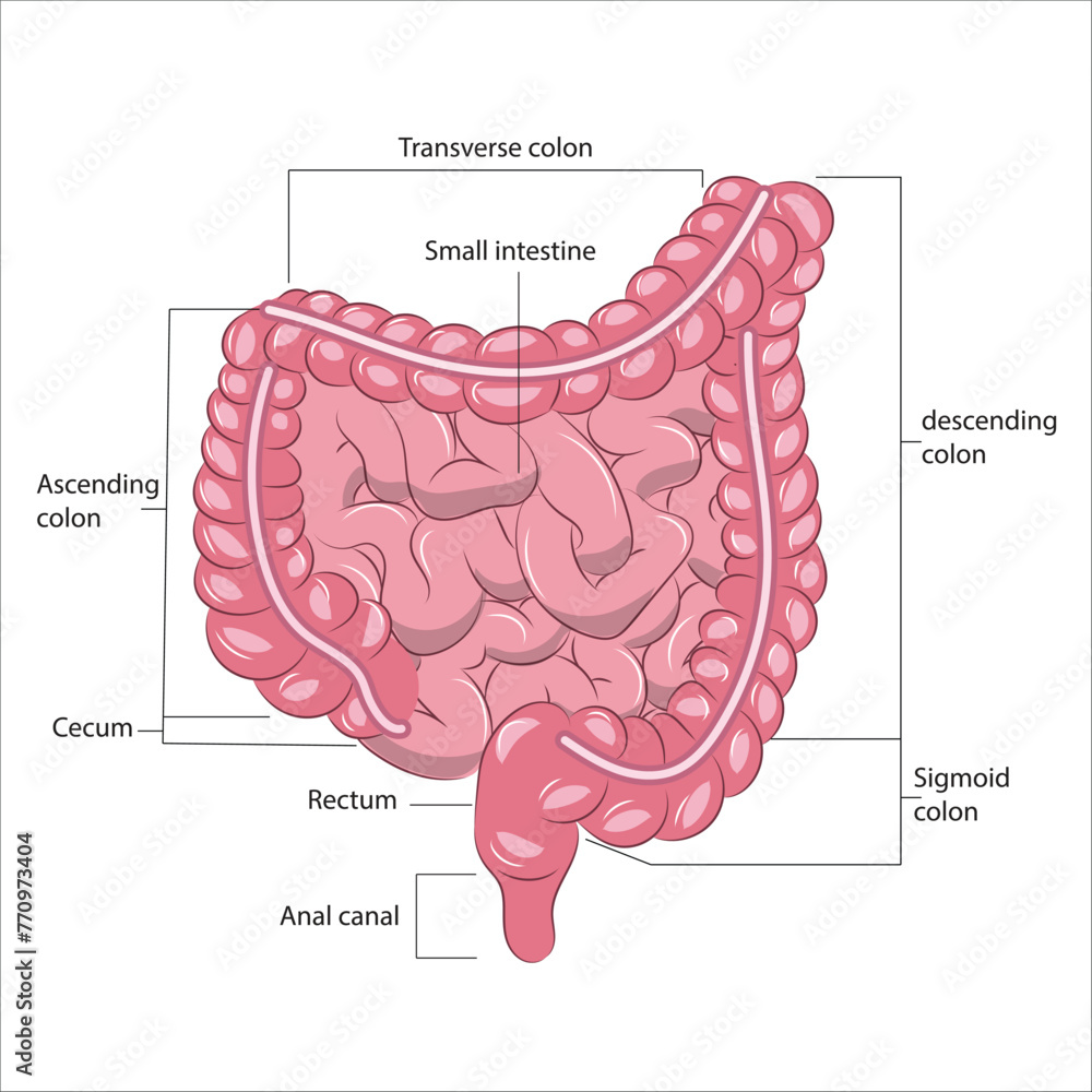 Obraz premium Large & small intestine anatomy