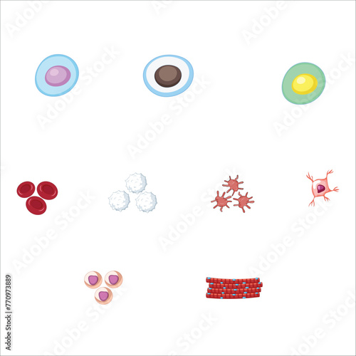Stem cells