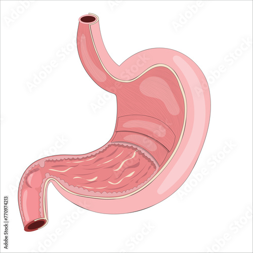 stomach anatomy
