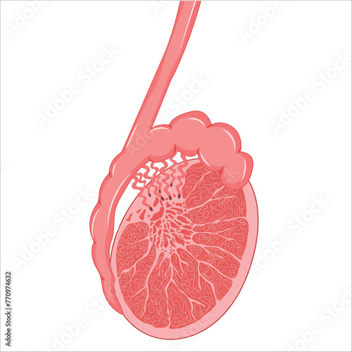 testis, vas deferens, epididymis