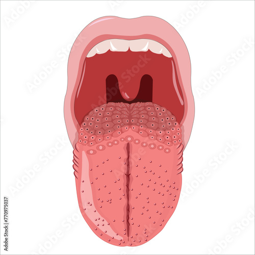Tongue illustration