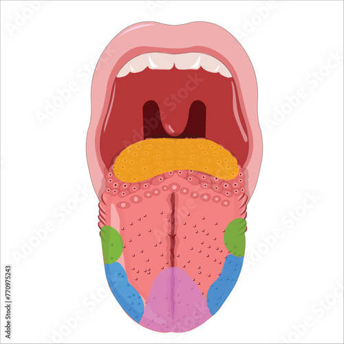 Tongue illustration photo