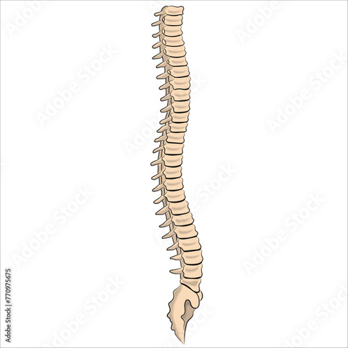 vertebral column anatomy