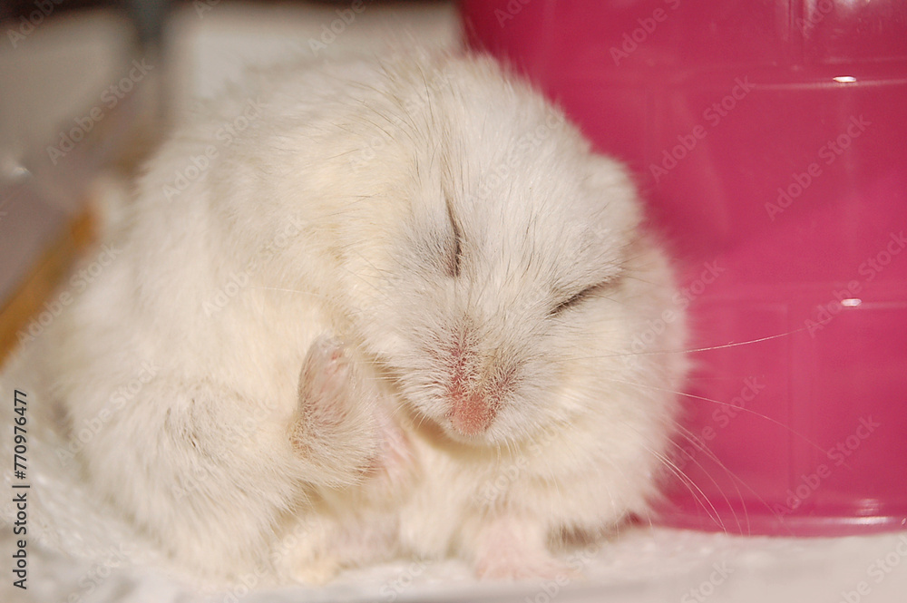 Campbell's dwarf hamster sleeping in an interesting pose Campbell's dwarf hamster sleeping in an interesting pose