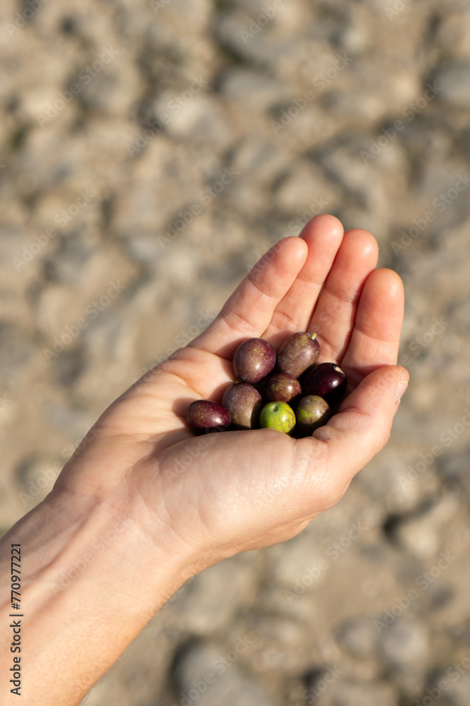 Close-up of hands of an unidentified individual grasping olive fruits Close-up of hands of an unidentified individual grasping olive fruits