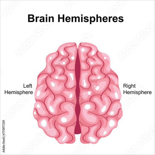 Brain anatomy
