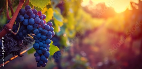 Grapes on the vine at sunset. Generative AI.