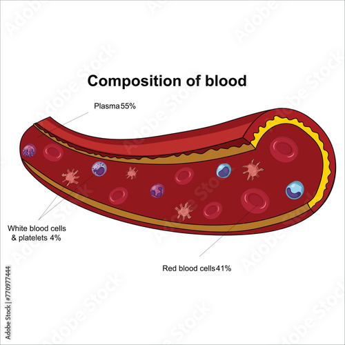 Artery with blood cells