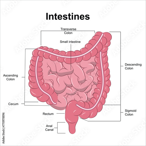 Large & small intestine anatomy