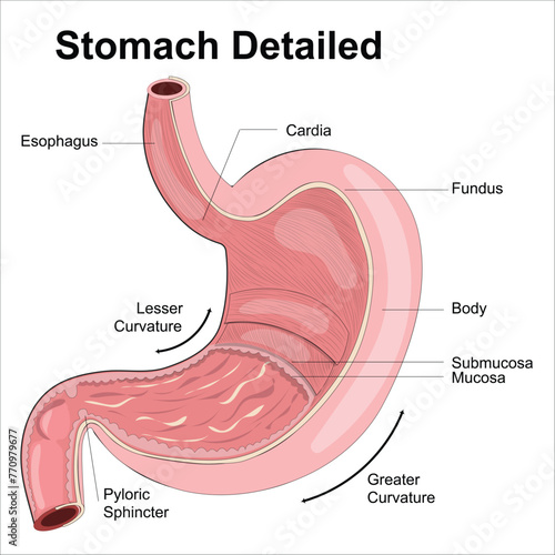 stomach anatomy photo