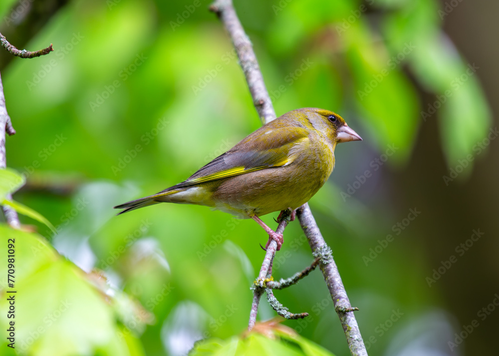 European Greenfinch (Carduelis chloris) - Found throughout Europe and parts of Asia European Greenfinch (Carduelis chloris) - Found throughout Europe and parts of Asia