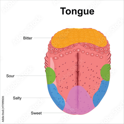 Tongue taste buds illustration