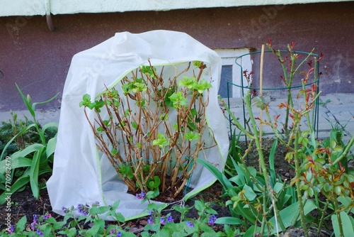Garden hydrangea covered with a protective cover is used, among others, for: to protect plants wintering in the ground against frosts, strong winds and precipitation.