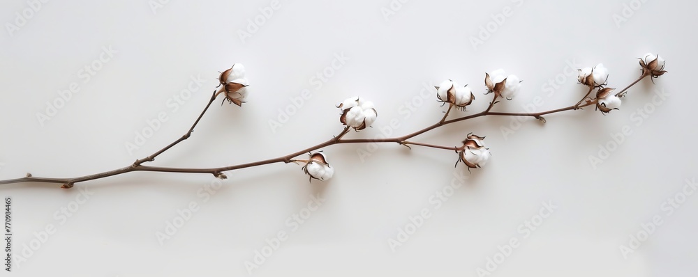 twig with cotton background. twig with cotton background.