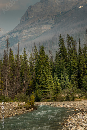 Fototapeta Naklejka Na Ścianę i Meble -  Tokkum Creek Kootenay National Park British Columbia Canada
