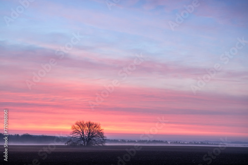 A lonely tree in a field against a beautiful sky with flaming clouds from the rays of the rising sun.