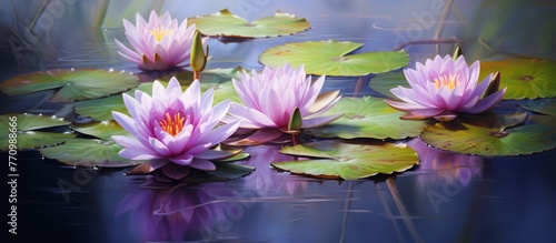 Purple water lilies  a type of aquatic flowering plant  gracefully float on the surface of the pond  showcasing their vibrant petals