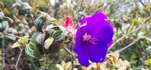 Plants and flowers found in Ibitipoca State Park, Minas Gerais photo