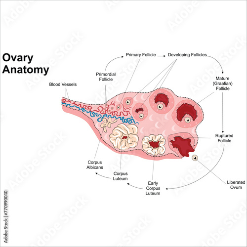 Female reproductive system