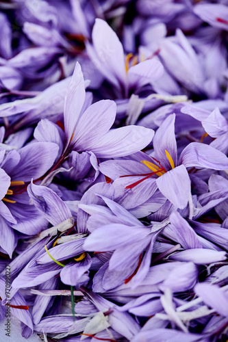 saffron flowers photo