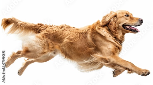 Background with white dog running sideways