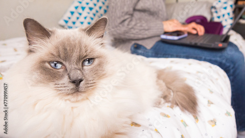 rag doll cat and woman teleworking in the background